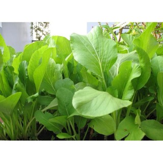Hạt giông Rau Cải Ngọt thùng xôp dễ trồng 100 hạ luckyseed hạt siêu rẻ