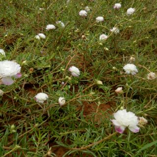 Hoa Mười Giờ 10 màu 1kg