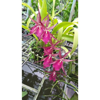 hoa lan nhện đỏ cây trưởng thành gái yêu thương 120k/ chậu