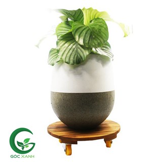 Đế Lót Chậu Cây Chậu Hoa Chịu Lực 120kg Có Bánh Xe Đẩy Bằng Gỗ Tràm R30cmxC8cm (Hình Tròn)