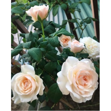 Hoa hồng ngoại Keira trắng hồng pastel hương hoa mộc dược, giao cây chậu C9 - Trang Flowers