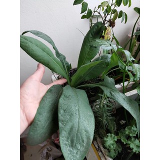 Cây giống bồ công anh