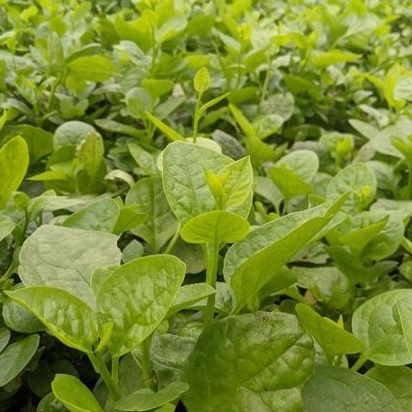 Phân bón lá Siêu tốc 20g, tươi đẹp như mơ, hiệu quả bất ngờ