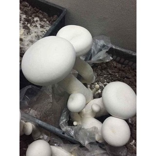 combo 5 phôi nấm đùi gà trắng