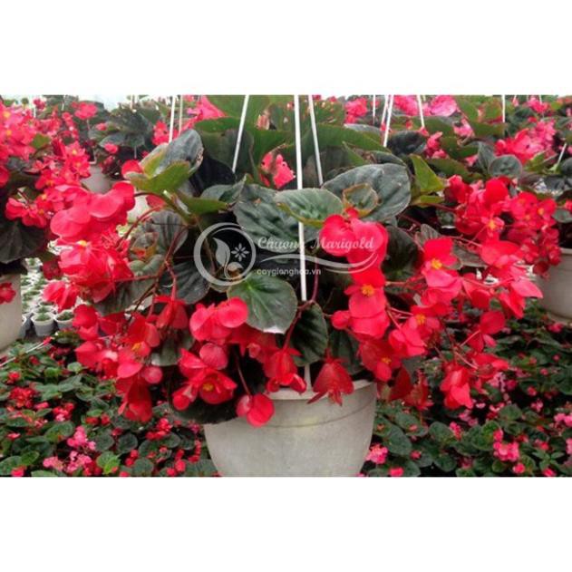 THU HẢI ĐƯỜNG-CHẬU ĐANG HOA + Tặng 01 cây dâu da đất