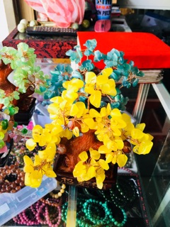 Cây tài lộc nhiều màu