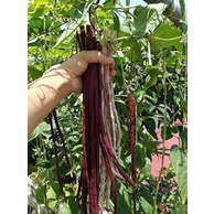 10 Gram Hạt Giống Đậu Đũa Dài  MàuTím Năng Suất Cao