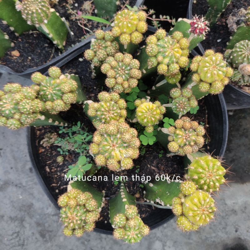 Xương rồng Matucana lem tháp - Size cây 4cm - Lem vàng xanh