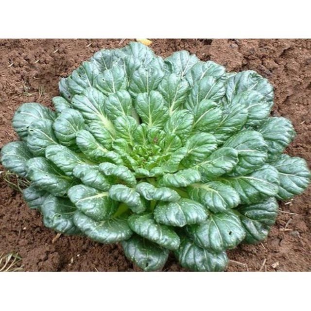 Gói 20 Hạt Giống Cải Hoa Hồng Tatsoi - Đỏ (Brassica juncea)