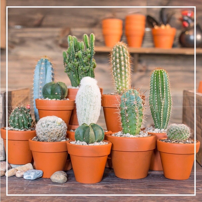🌵🌵Chậu đất nung Bát Tràng giá rẻ🔥, chậu mini trồng sen đá, xương rồng siêu cute
