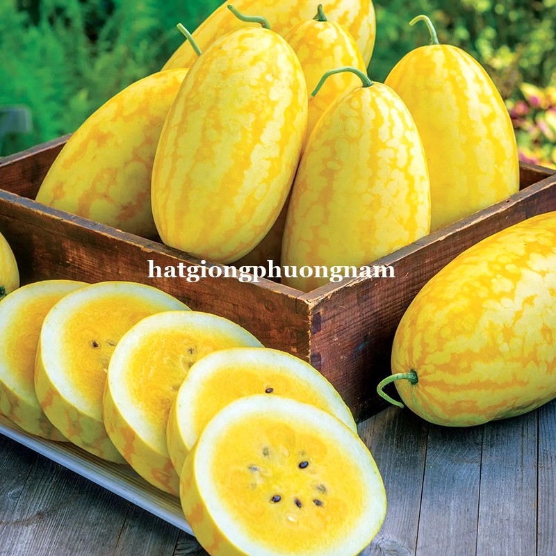 HẠT GIỐNG DƯA HẤU THỎI VÀNG - 5H