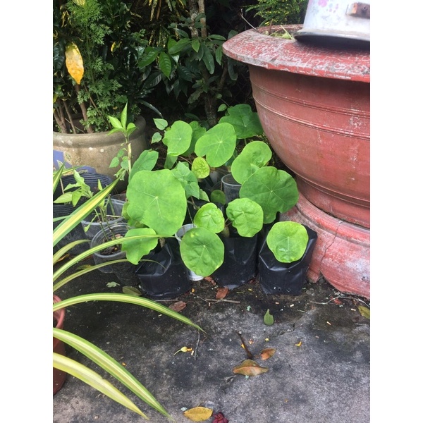 Cây ngô đồng con