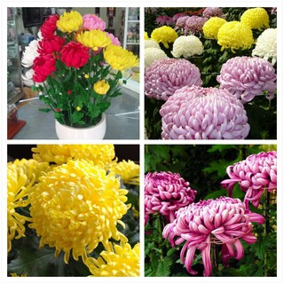 Hạt giống hoa cúc đại đóa mix 50 hạt (TẶNG gói kích thích hạt nảy mầm)