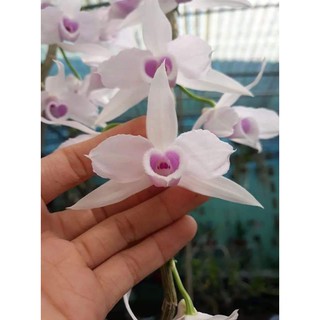 phi điệp 5ct họng hồng