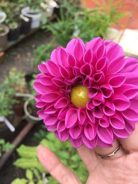 Hạt giống hoa thược dược tổ ong nhiều màu