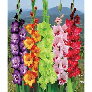 Củ hoa lay ơn- Củ hoa Dơn Hà Lan size to, củ khỏe