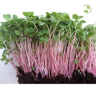 Hạt giống Rau mầm củ cải đỏ 100gr