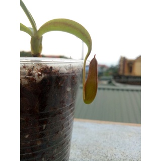 cây nắp ấm mirabilis x gracilis ( hình size nhỏ, nhưng bán size to hơn)