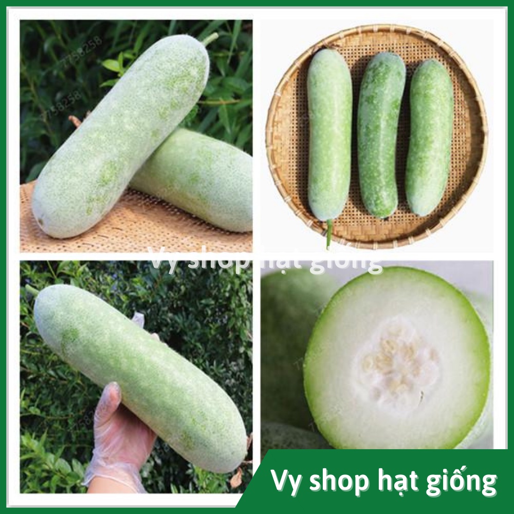 Hạt giống bí đao sáp  Thái Lan gói 15 hạt