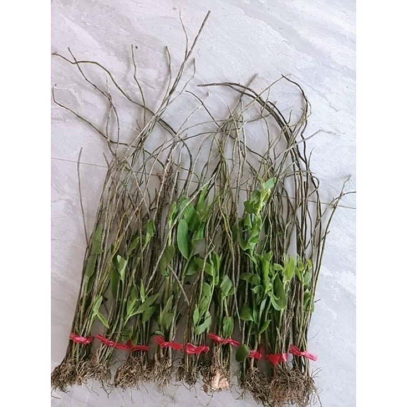 Hoa Lan đột biến hạc vỹ Sỉ 1 bó hình cuối 10k