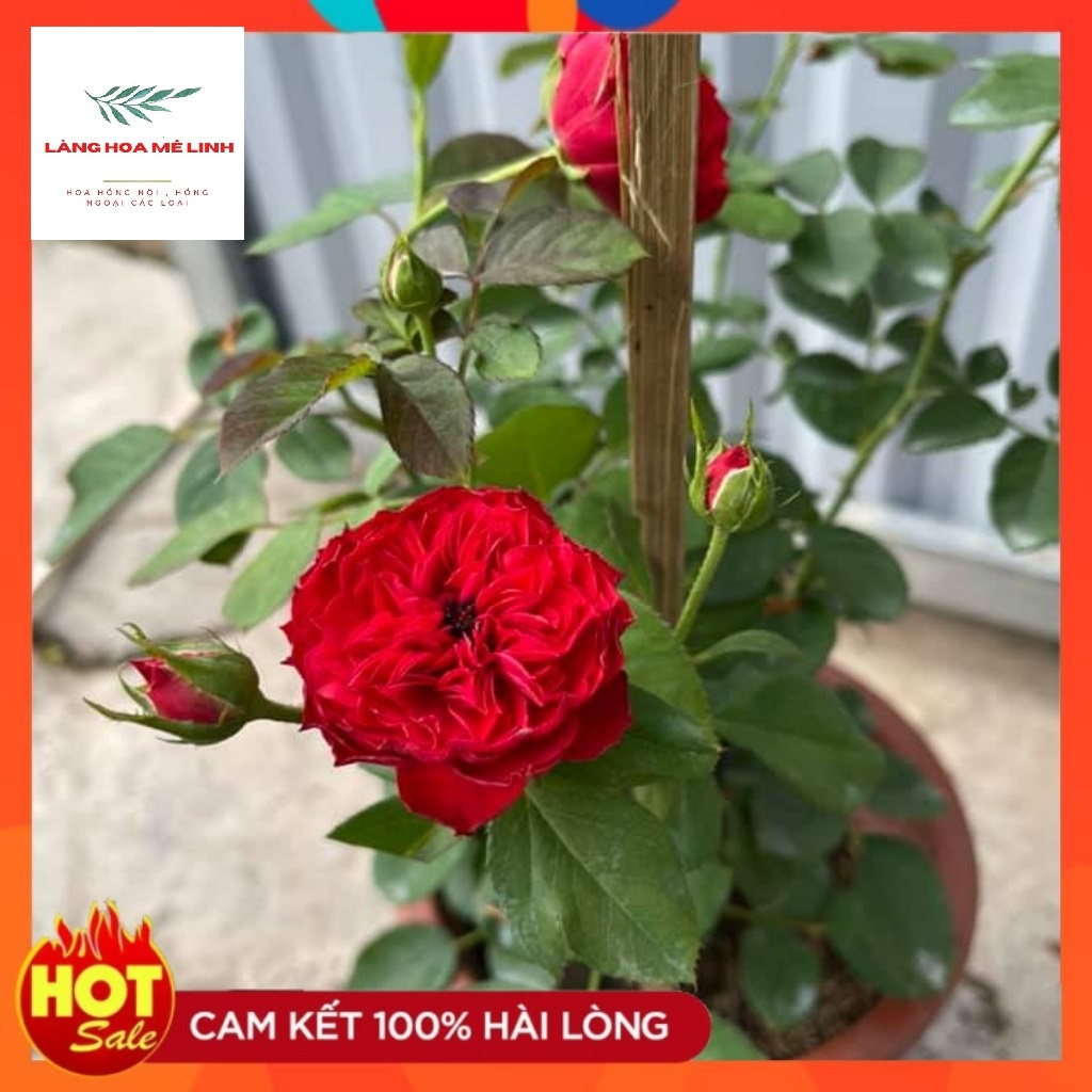 Hoa hồng ngoại Red Apple rose –[SẮC ĐỎ NGUYÊN  BẢN] đẹp hoàn mĩ,sai hoa và cực lâu tàn