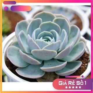 Sen Đá Trăng tím 9cm, đẹp,dễ trồng, Hàng sen đá đà lạt, Lỗi 1 đổi 1