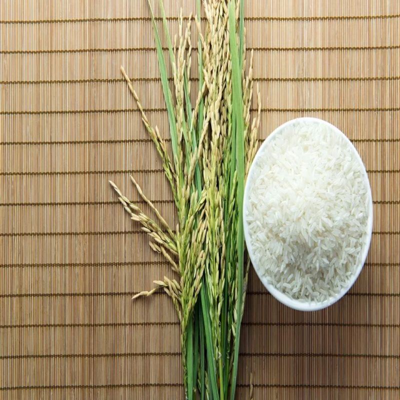Hạt giống lúa nếp cái hoa vàng túi 1kg