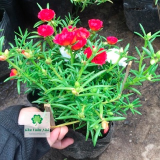 Cây hoa mười giờ nhiều màu
