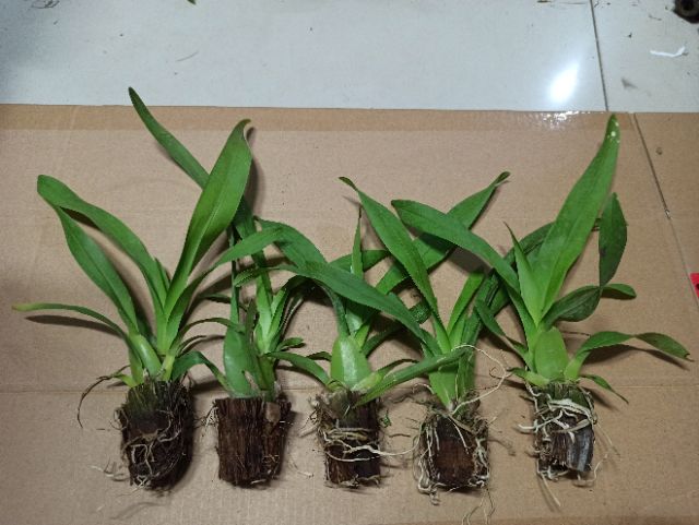 Hoa lan vũ nữ vàng cây nhú vòi hoa