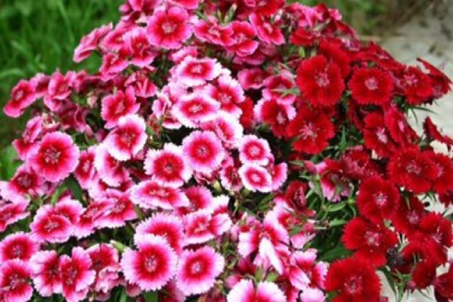 Hạt giống hoa cẩm chướng 100 hạt