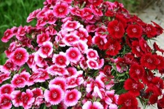Hạt giống hoa cẩm chướng 100 hạt