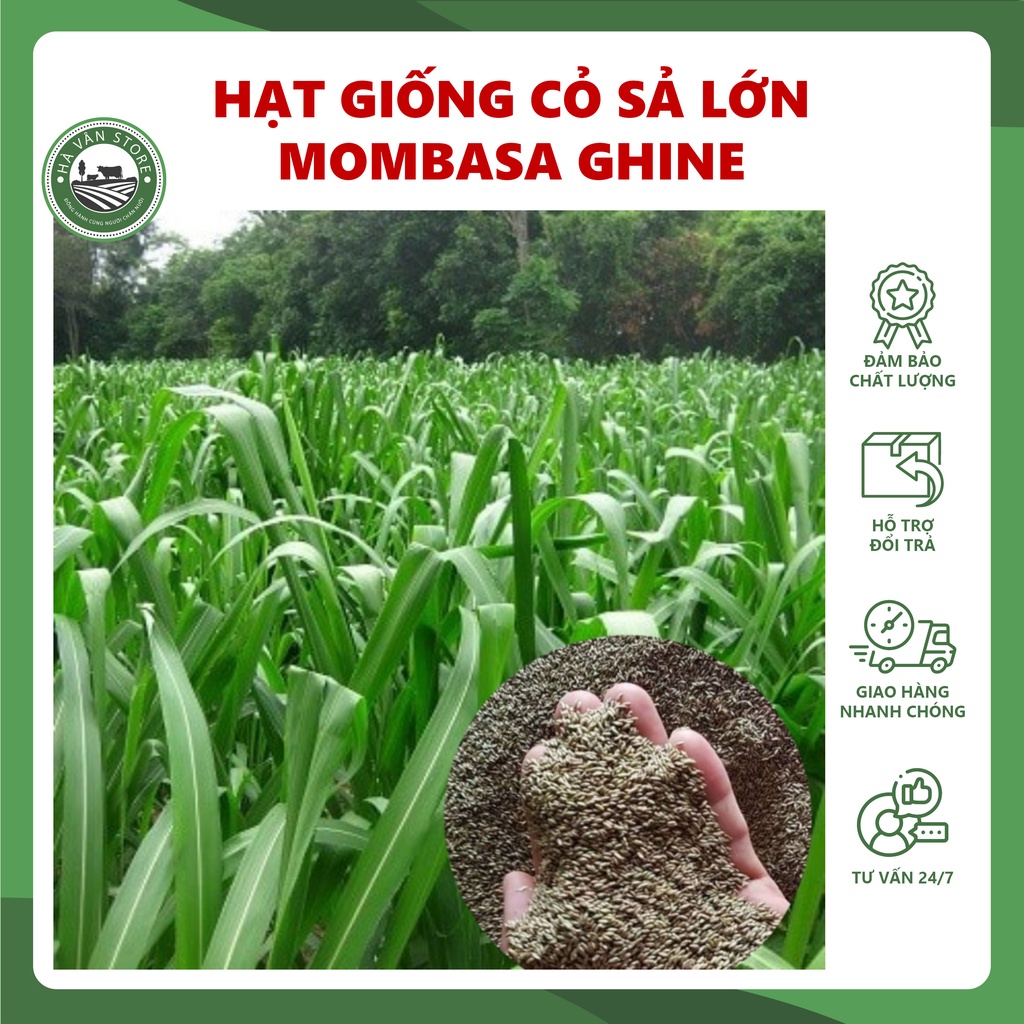 Hạt giống cỏ sả lá lớn Mombasa Ghine cỏ chăn nuôi - Hà Vân Store