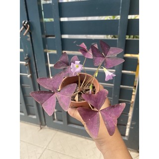 CỦ HOA BƯỚM ĐÊM & ME CHUA ĐẤT