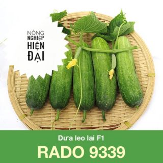 Hạt Giống Dưa Leo F1