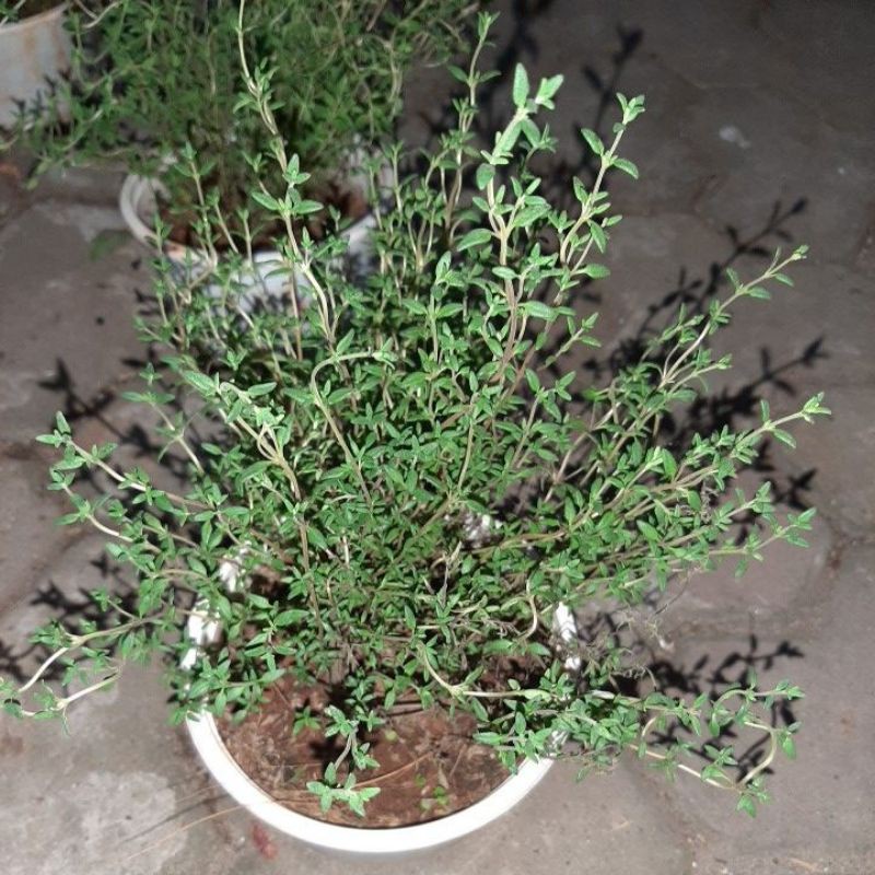Cây thyme