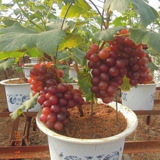 Hạt giống cây nho lùn Pháp ( nho bonsai ) { gói 10 hạt - Tặng 1 gói kích mầm hạt }