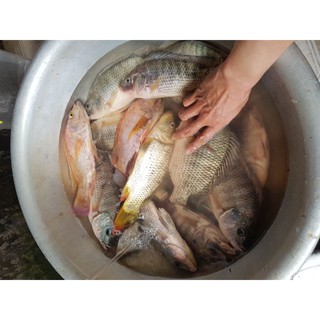 Mồi Câu cá rô phi Lão Quỷ