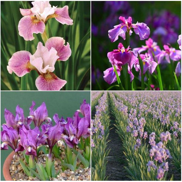 Hạt Giống Hoa Diên vĩ hồng Iris hồng gói 10 hạt