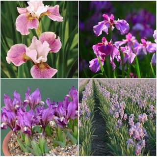 Hạt Giống Hoa Diên vĩ hồng (Iris hồng) gói 10 hạt