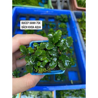 Cây Bucep xanh thủy sinh
