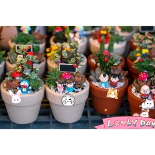 Chậu sen đá tiểu cảnh