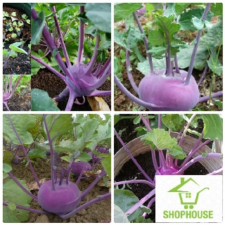 shophouse Gói 100 hạt giống xu hào tím (su hào)  SHOP HOUSE  TẾT KHUYẾN MẠI