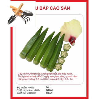 Hạt giống Đậu Bắp Xanh 10gram TẶNG BỘ DỤNG CỤ MINI