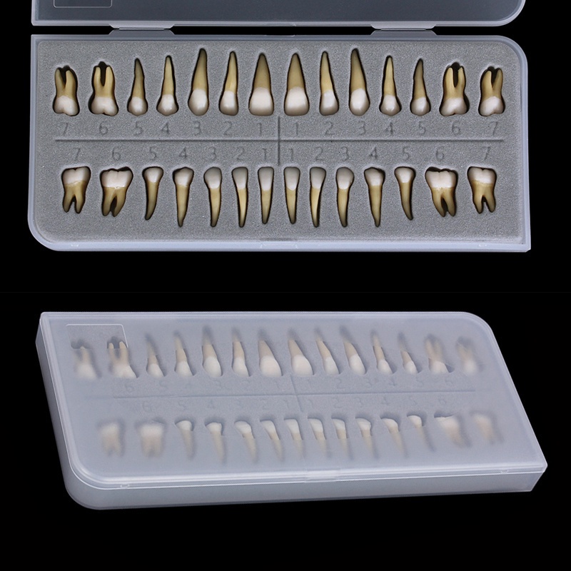 Set 28 Mô Hình Răng Tỉ Lệ 1:1 Chuyên Dụng Cho Giáo Viên Nha Khoa