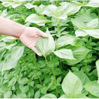 0.5gr - HẠT GIỐNG RAU THƠM MÈ HÀN QUỐC