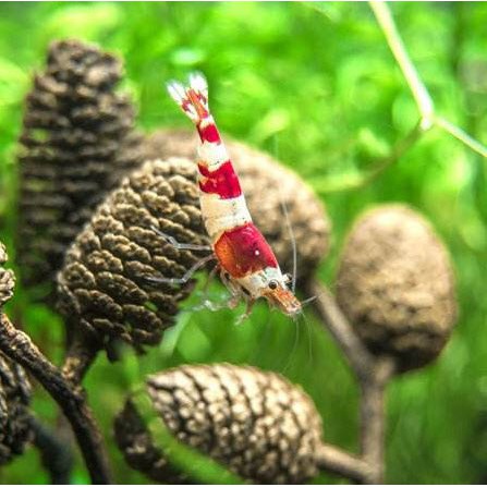 Trái Alder Cones (Erlenzaphen) Giúp Giảm Stress và Kháng Viêm Cho Cá Tép 1 Quả