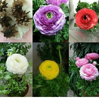 Bộ 5 củ hoa hồng mao lương. tím cam trắng hồng vàng