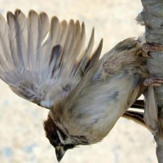 Keo Bẫy Các Loài Chim
