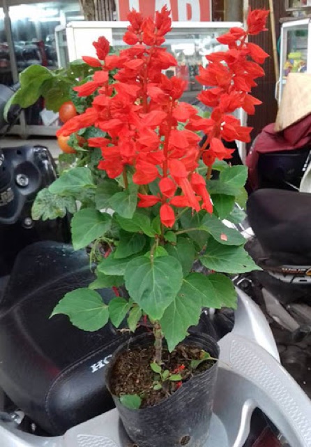 Hạt giống hoa pháo đỏ còn gọi là hoa xác pháo hay được sử dụng để trang trí bàn làm việc, ban công