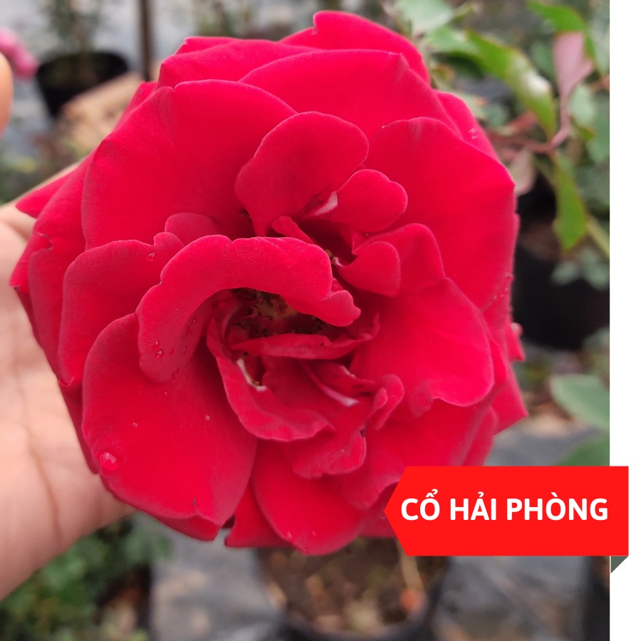 Hoa hồng leo cổ hải phòng, Kích thước (45-60cm) LAFA GARDEN